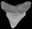 Bargain, Juvenile Megalodon Tooth - North Carolina #62135-1